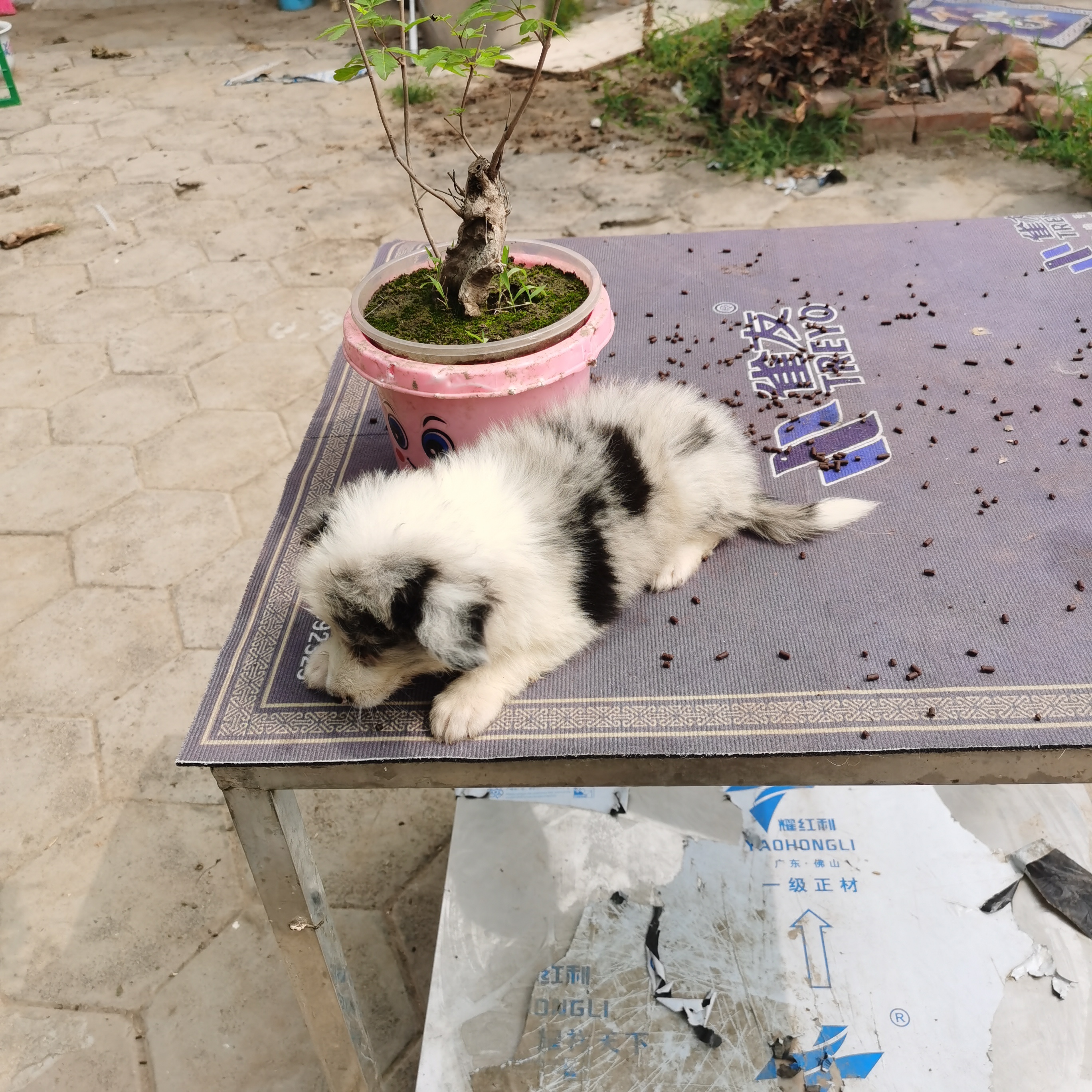 性格好，健康可爱